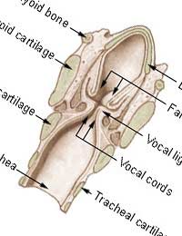 Cancer Speech Speech Disorder Speech